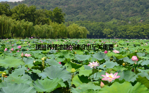 斑鱼养殖池塘的建设也至关重要