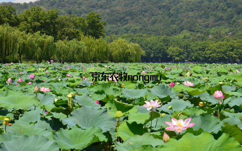 – 京东农牧nongmu