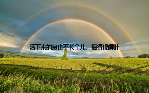 活下来的鱼也不长个儿, 瘦得像柳叶