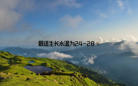 最适生长水温为24-28℃