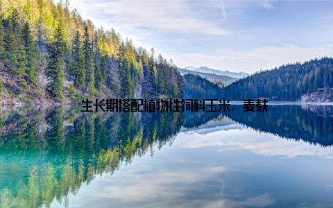 – 生长期搭配植物性饲料玉米、麦麸