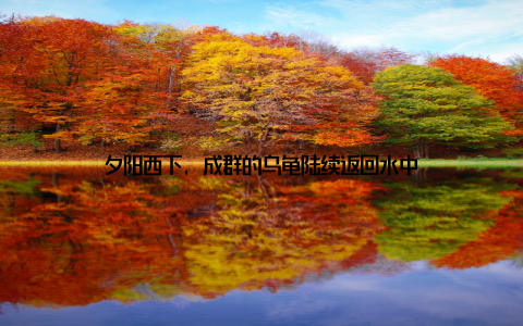 夕阳西下, 成群的乌龟陆续返回水中