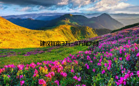 建议每亩3万-4万尾为佳