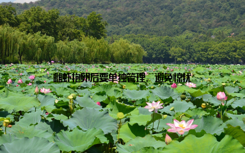 雌虾抱卵后要单独管理, 避免惊扰