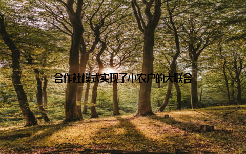 合作社模式实现了小农户的大联合