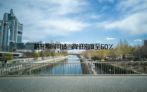 越冬期间可适当降低密度至60%