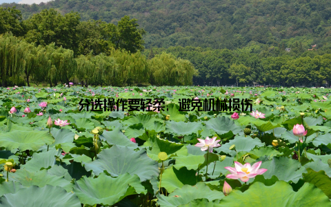 分选操作要轻柔, 避免机械损伤