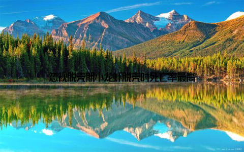 忽视脱壳期小龙虾脱壳时死亡率最高