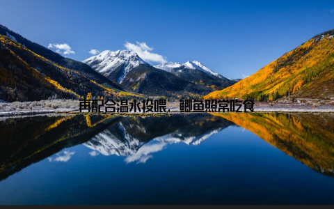 再配合温水投喂, 鲫鱼照常吃食