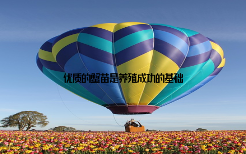 优质的蟹苗是养殖成功的基础