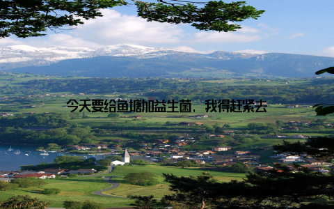 今天要给鱼塘加益生菌, 我得赶紧去