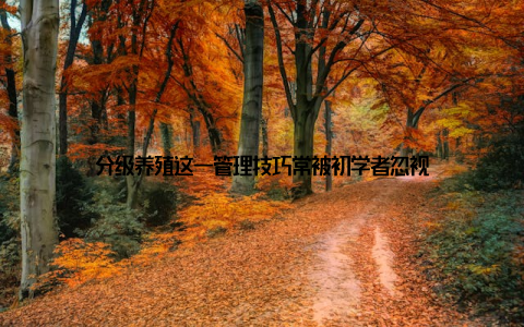 分级养殖这一管理技巧常被初学者忽视