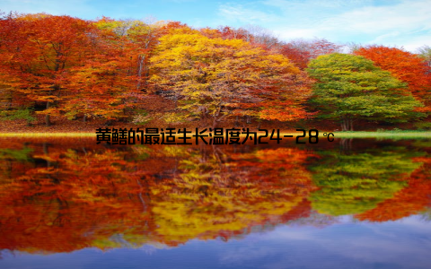 黄鳝的最适生长温度为24-28℃